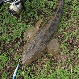 マゴチ
