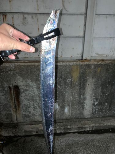 タチウオの釣果