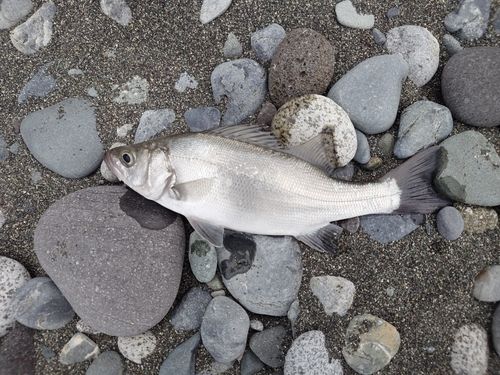 セイゴ（ヒラスズキ）の釣果
