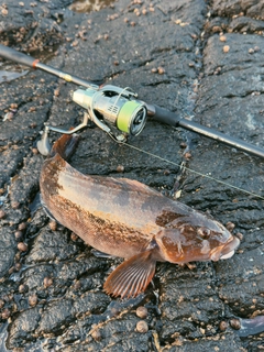 アイナメの釣果
