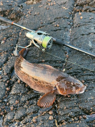 アイナメの釣果