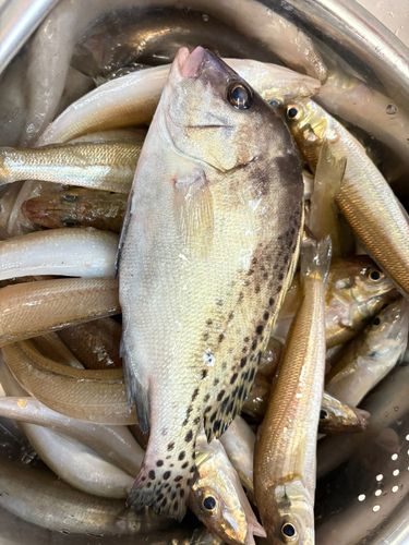 シロギスの釣果