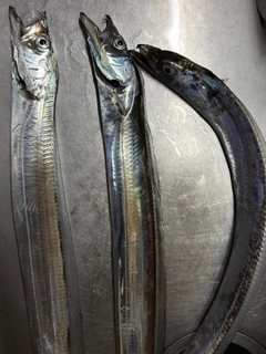 タチウオの釣果