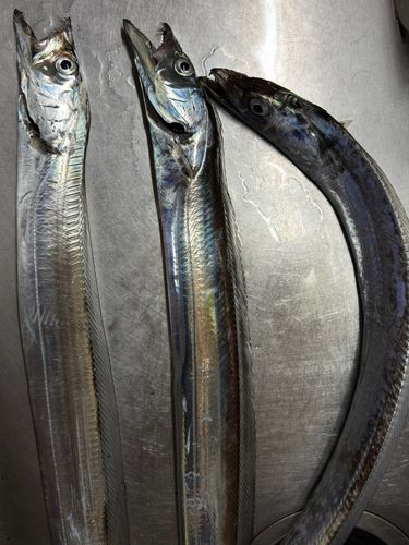 タチウオの釣果