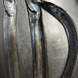 タチウオ