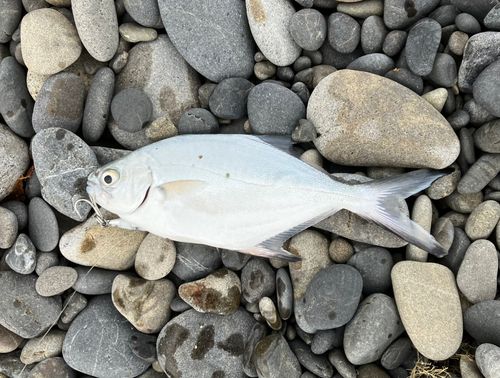 コバンアジの釣果
