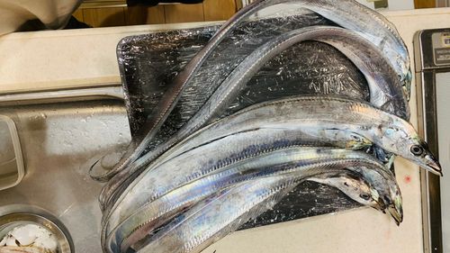 タチウオの釣果