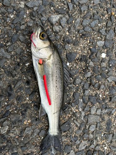 セイゴ（ヒラスズキ）の釣果