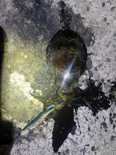アオリイカの釣果