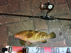 キジハタの釣果