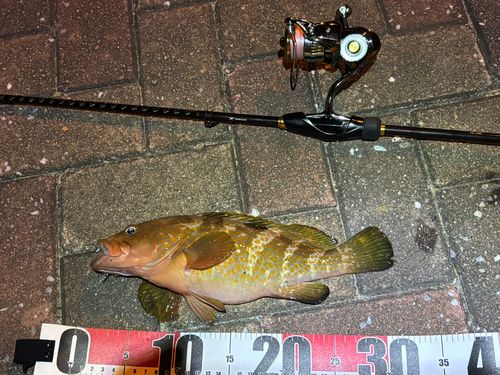 キジハタの釣果