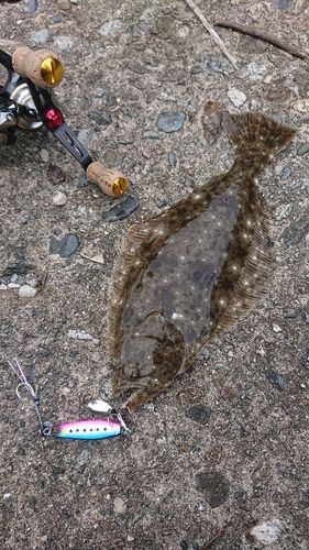 ソゲの釣果