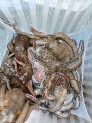 マダコの釣果