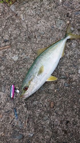 コゾクラの釣果