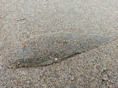 シタビラメの釣果