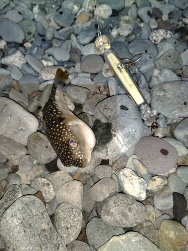 フグの釣果