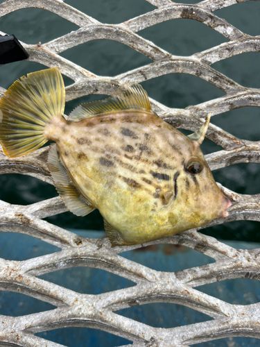 カワハギの釣果