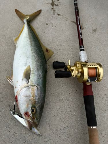 イナダの釣果
