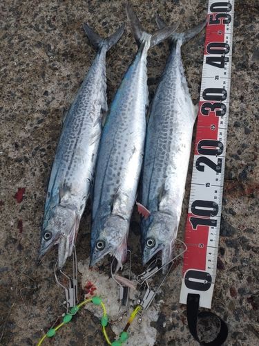 サゴシの釣果