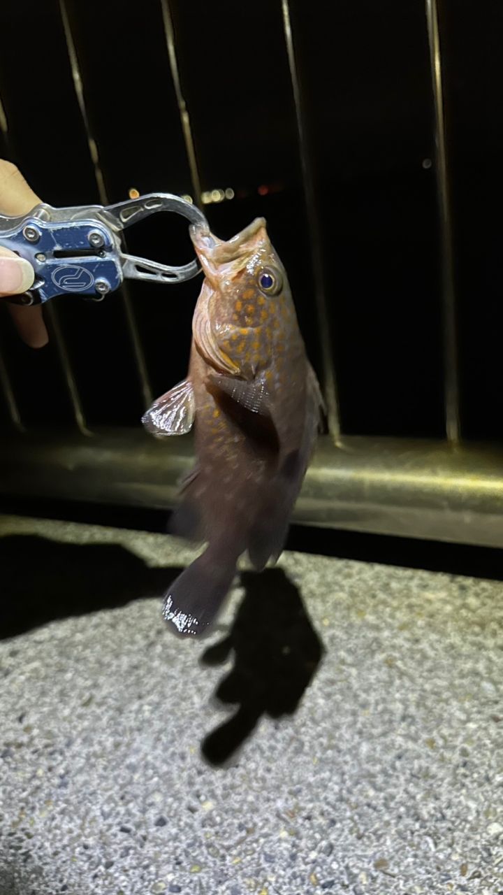 キジハタ