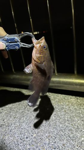 新舞子マリンパーク