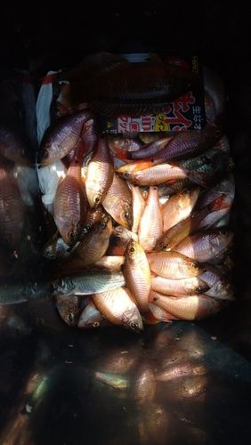 ネンブツダイの釣果