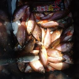 ネンブツダイ