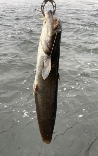 ナマズの釣果