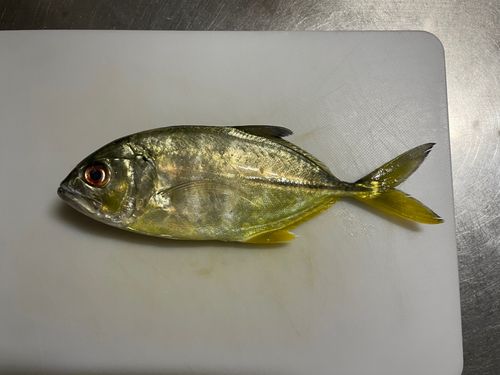 メッキの釣果