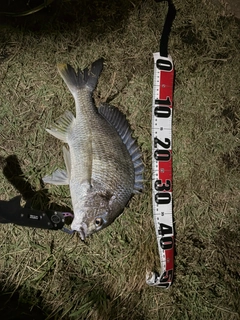 キビレの釣果