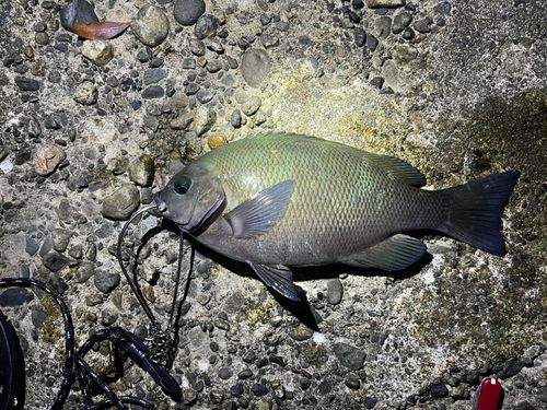 メジナの釣果