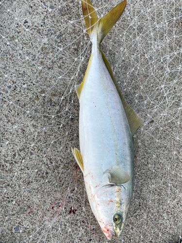 イナダの釣果