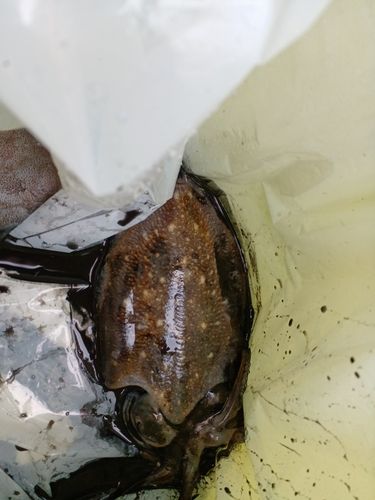 スミイカの釣果
