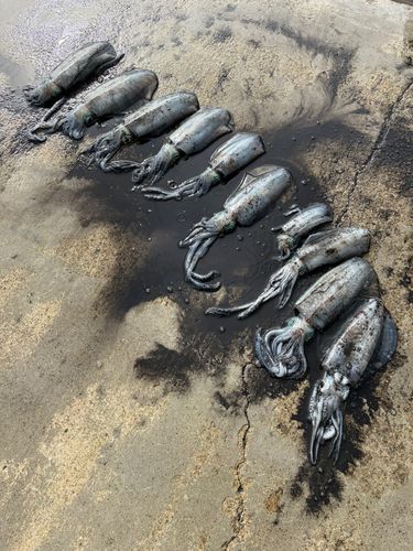 アオリイカの釣果
