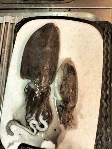コウイカの釣果