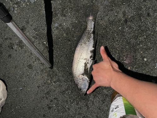 オオニベの釣果