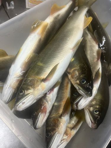徳山湾