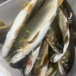 アユ