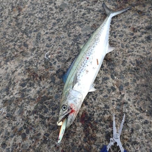 サゴシの釣果