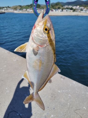 ショゴの釣果