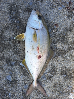 ショゴの釣果