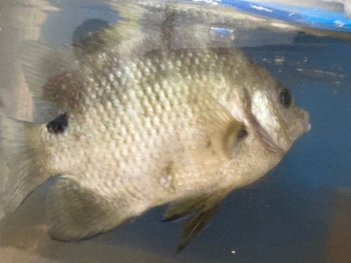 シマスズメダイの釣果