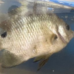 シマスズメダイ