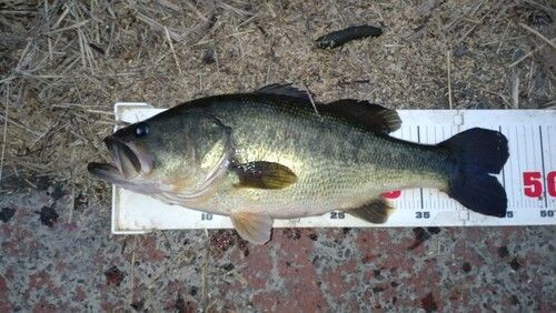 ラージマウスバスの釣果