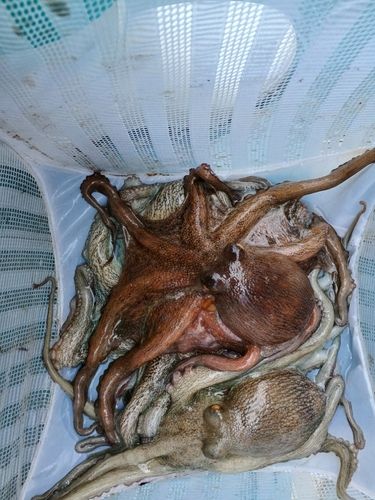 マダコの釣果