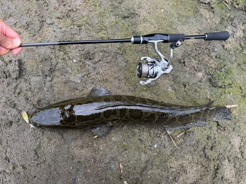 ライギョの釣果