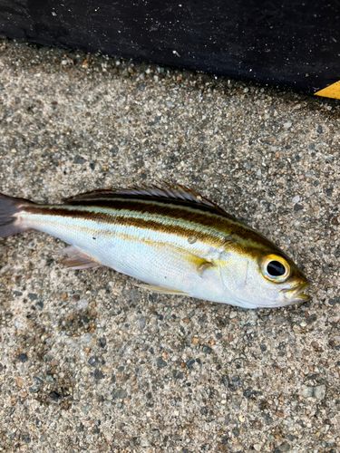 魚津漁港