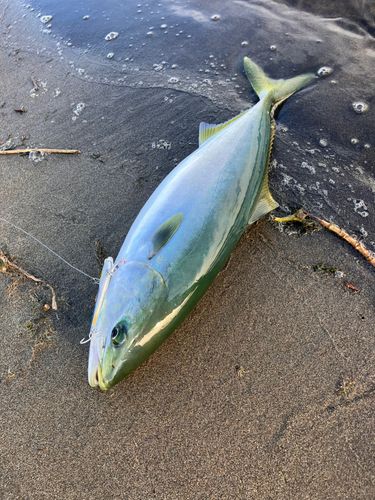 イナダの釣果