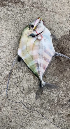 イトヒキアジの釣果