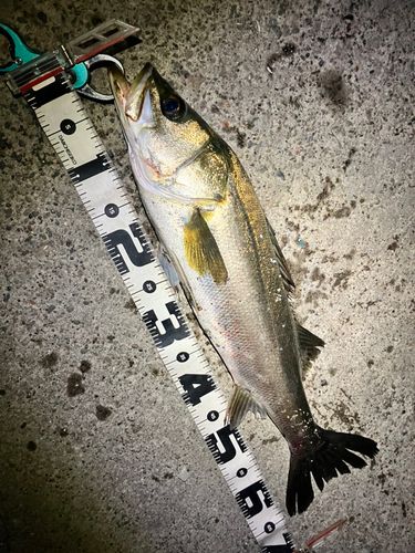 シーバスの釣果